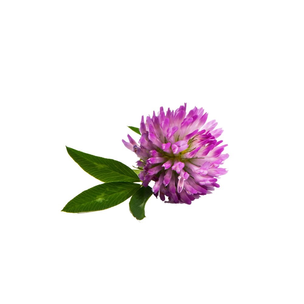 Red Clover Extract close-up texture detail Trifolium pratense dried herb extract macro photography