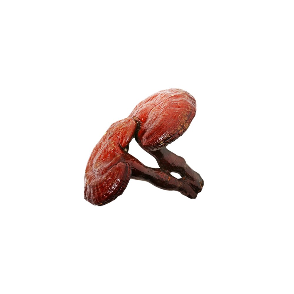 Reishi Mushroom Extract close-up texture detail Ganoderma lucidum dried mushroom extract macro photography